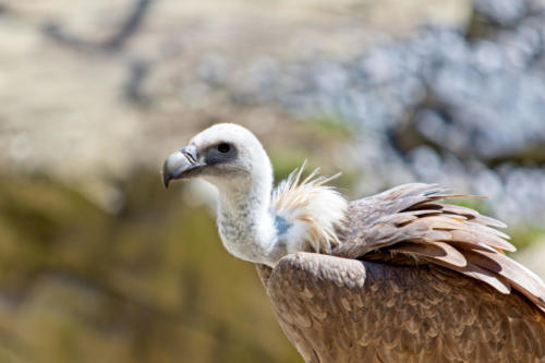 Gänsegeier