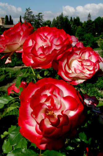 Rose Andalusien