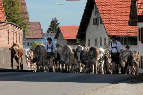 Viehscheid</br>Apfeltrang